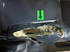 Kaufe RENAULT Kangoo bei Ayvens Carmarket